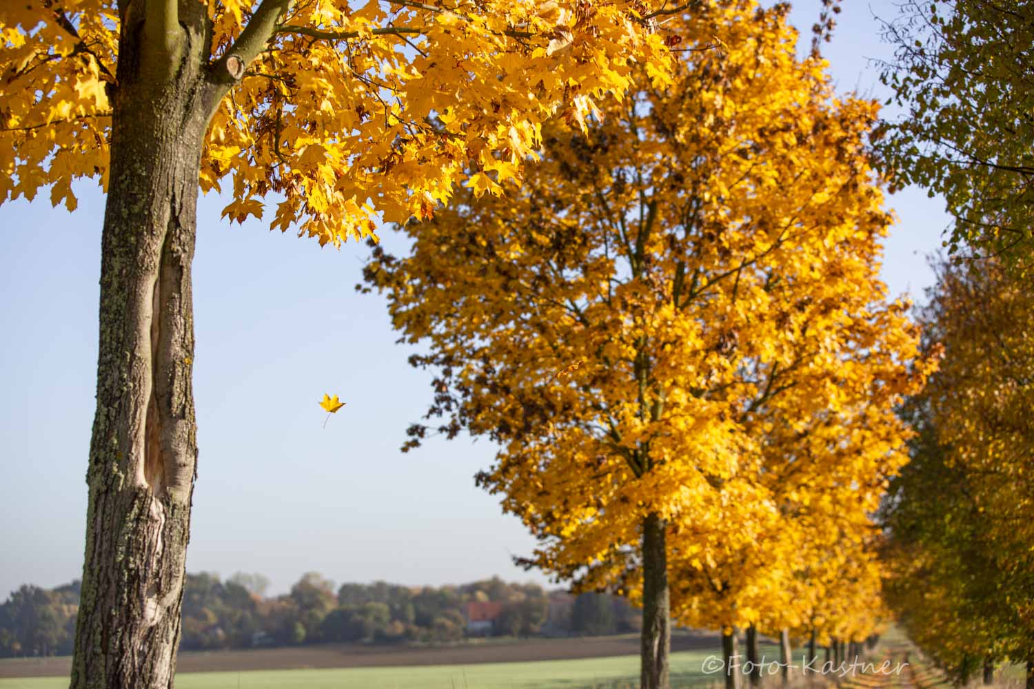 ja, im Herbst, da fallen die Blätter