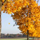 ja, im Herbst, da fallen die Blätter