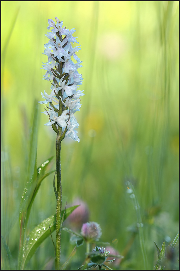 Ja, in der Eifel gibt es auch Orchideen !