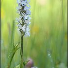 Ja, in der Eifel gibt es auch Orchideen !