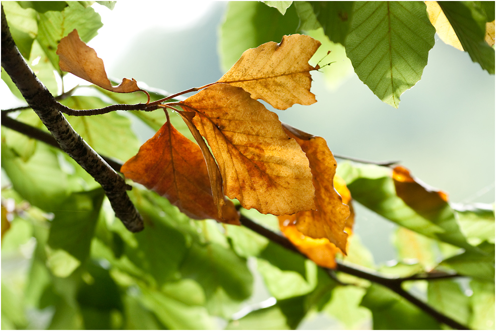 ja, is' denn scho' Herbst?