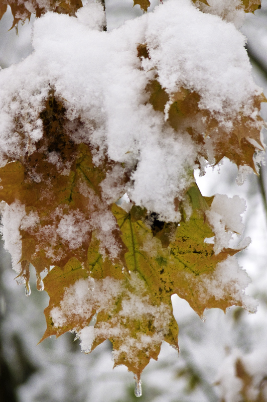 ja, is' denn schon Winter?