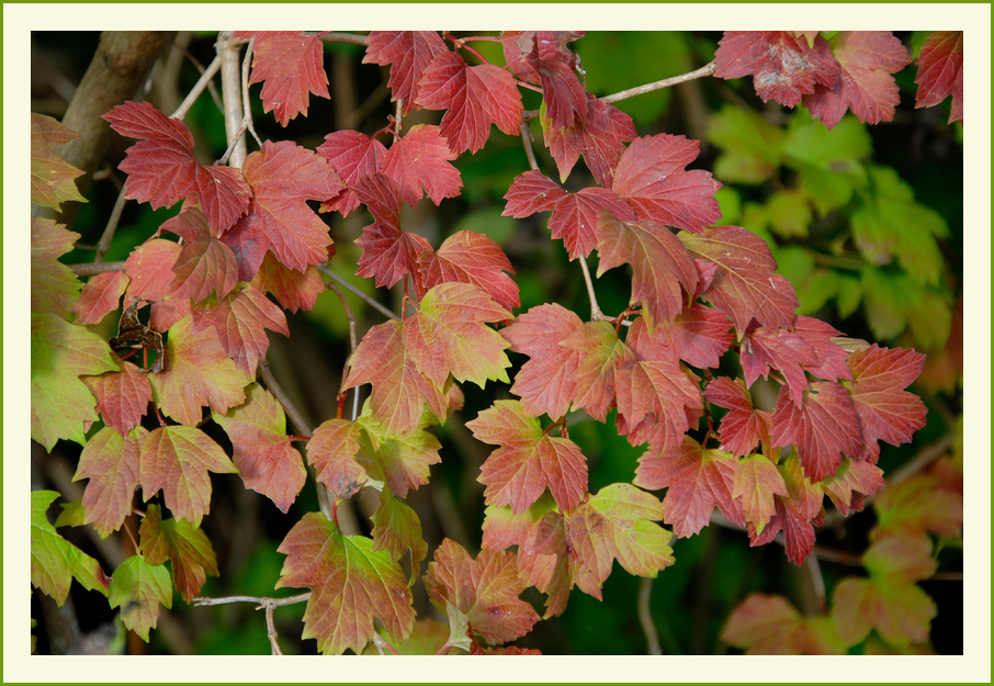 Ja ist den schon Herbst ?