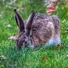 Ja ist den schon Ostern?