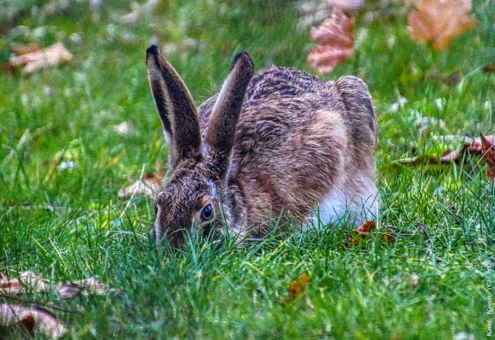 Ja ist den schon Ostern?