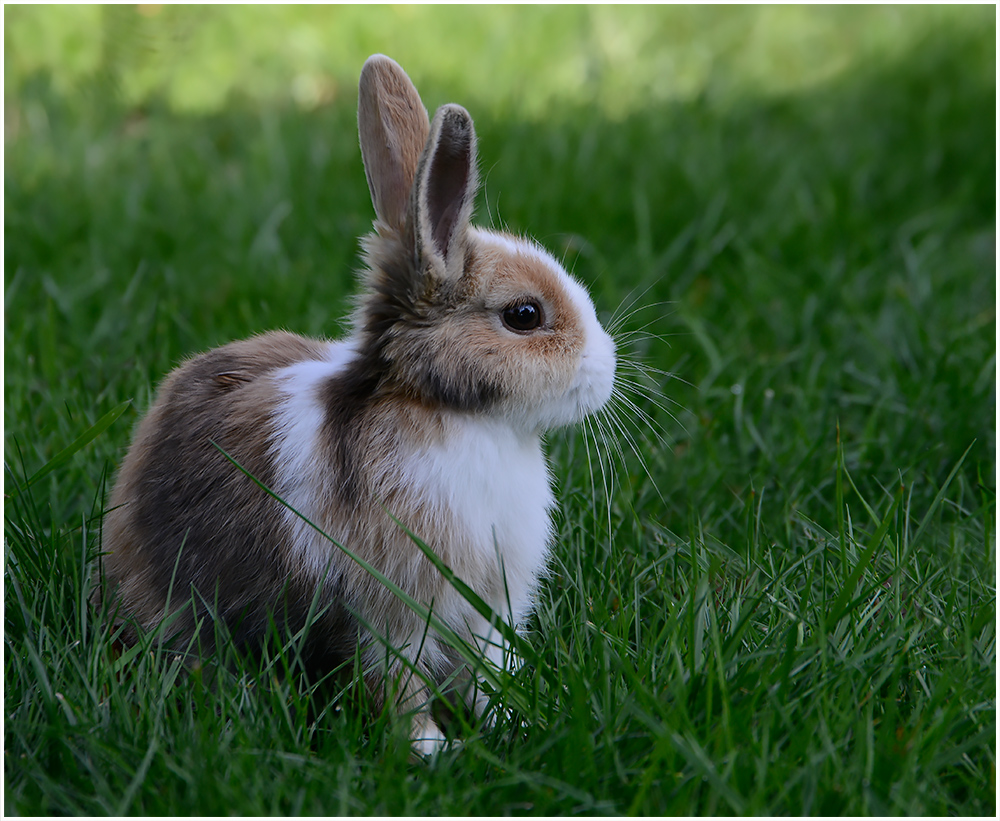 Ja ist den schon Ostern ?