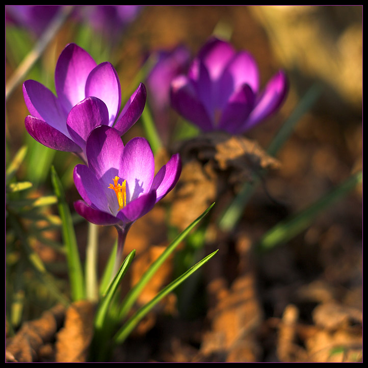 Ja ist denn heut scho Frühling