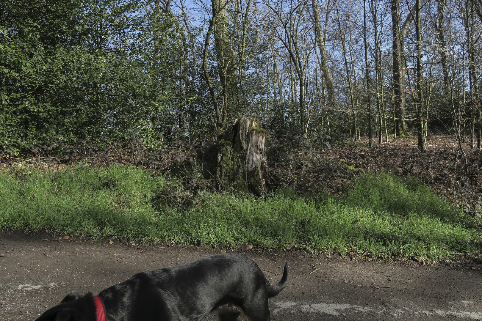 Ja ist denn heute etwa Stumpfday?: Hund denkt: "Er schon wieder mit seiner Sinnlosknipserei!"