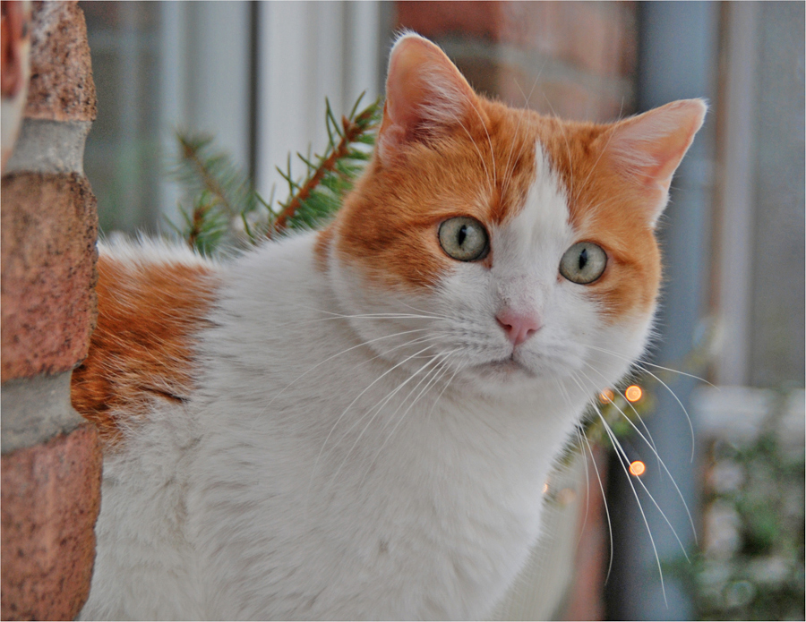 "Ja ist denn heut`schon Weihnachten ?"