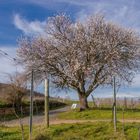 Ja ist denn schon Frühling ???