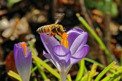 Ja ist denn schon Frühling ??