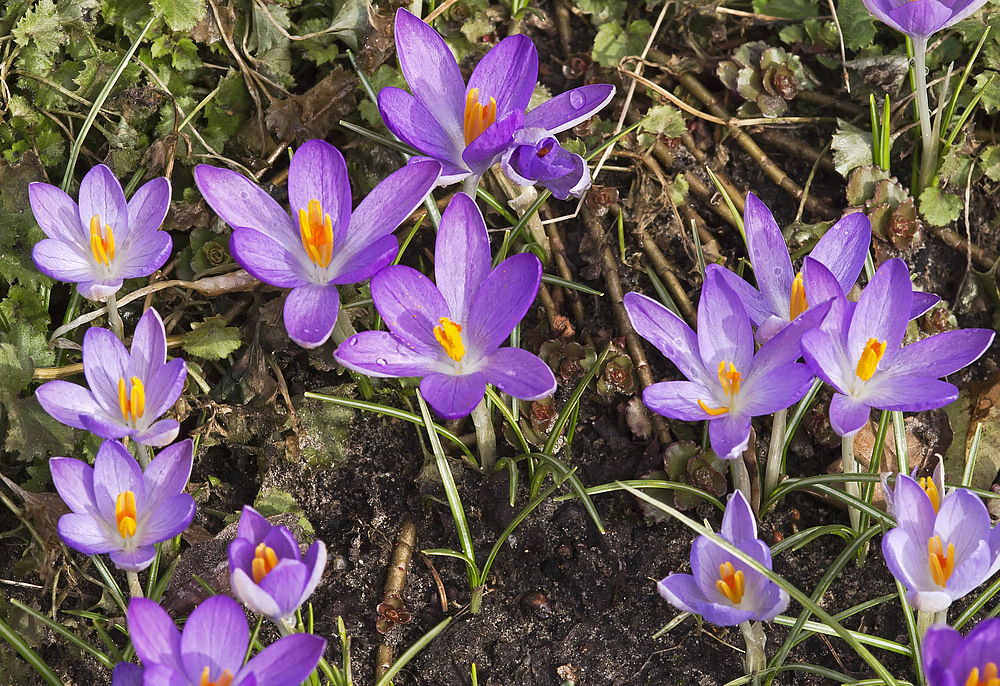 Ja, ist denn schon Frühling?