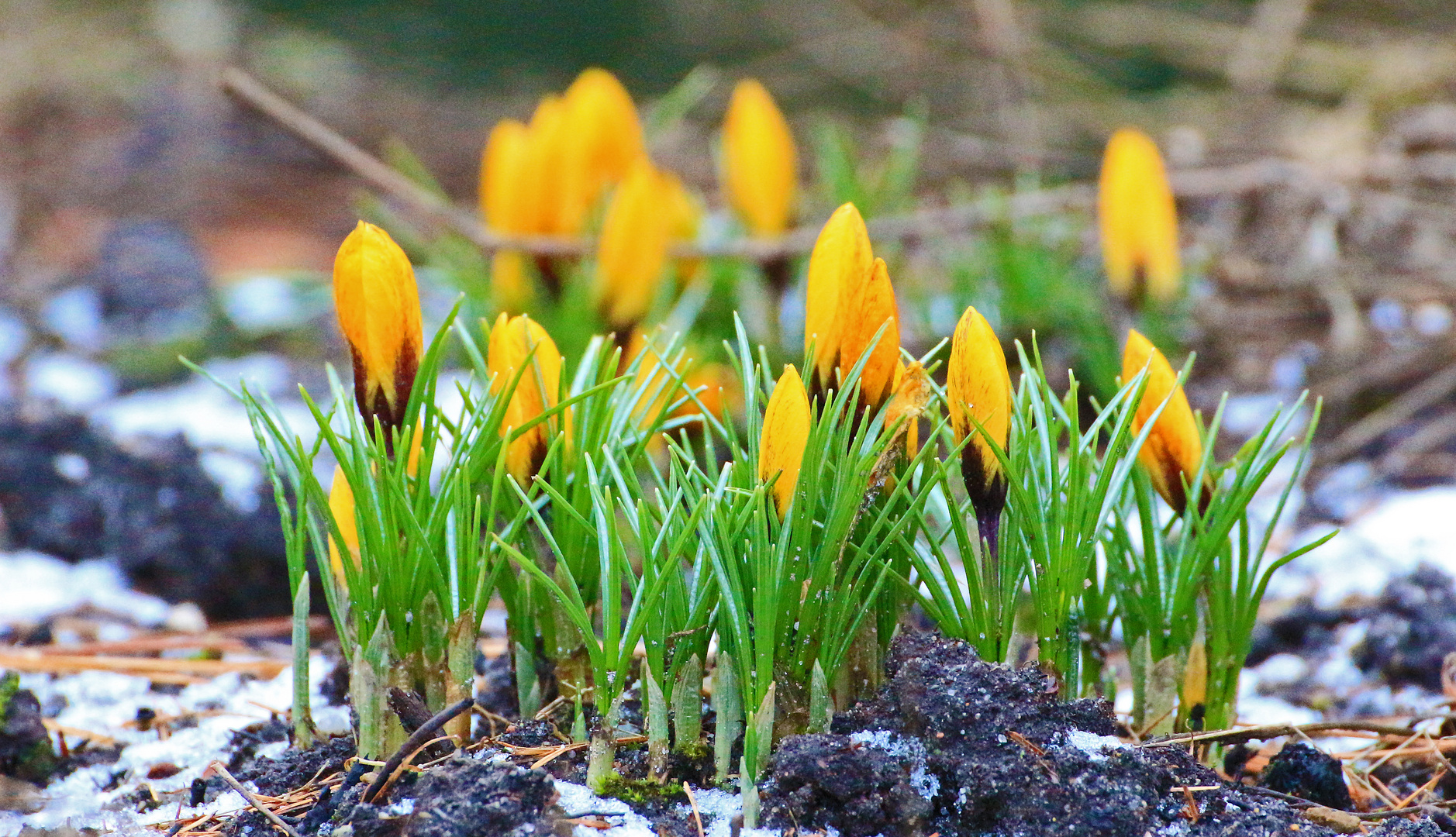 Ja ist denn schon Frühling?