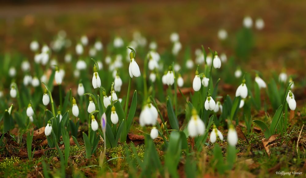 Ja ist denn schon Frühling?