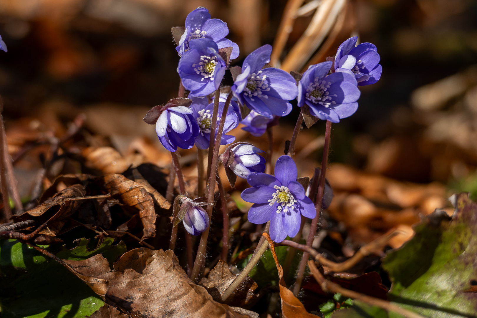 Ja ist denn schon Frühling?