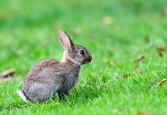 Ja ist denn schon Ostern ......