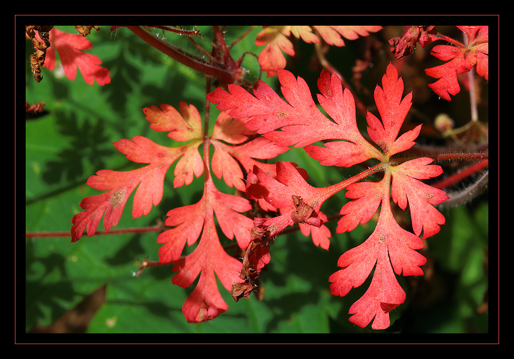 Ja ist denn schon wieder Herbst?