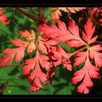 Ja ist denn schon wieder Herbst?