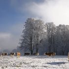 Ja ist denn schon wieder Weihnachten?