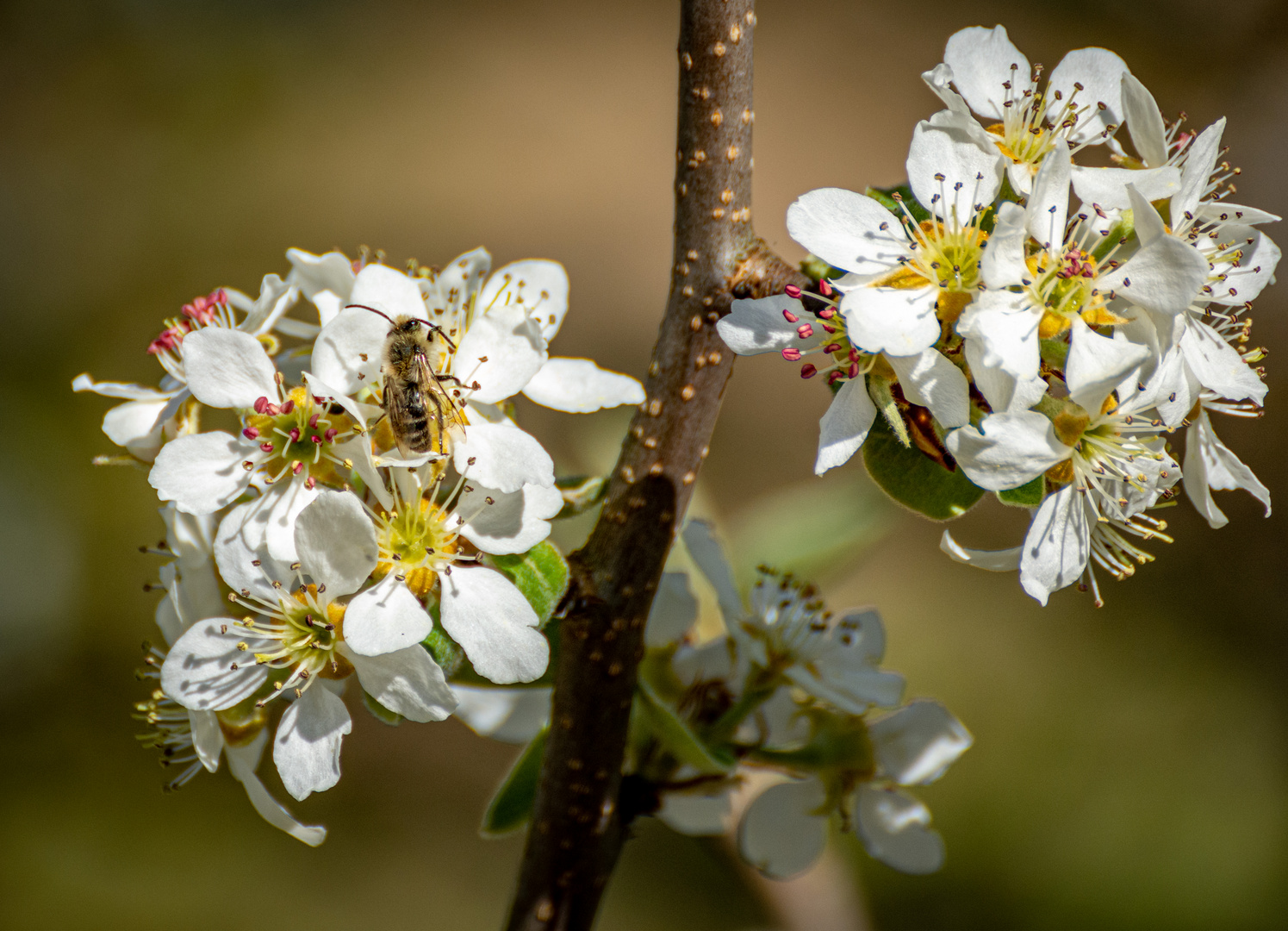 Ja, ja der Frühling