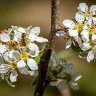 Ja, ja der Frühling