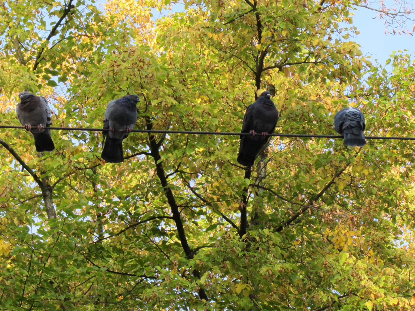 ja, ja der Herbst ist da...