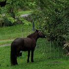 ja ja die Äpfel in Nachbars Garten