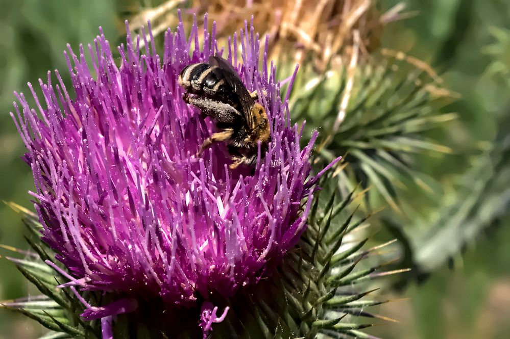 Ja ja, die Bienen....