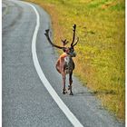 Ja ja, die norwegischen Radfahrer