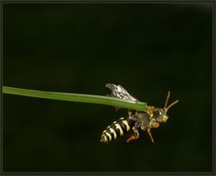 ja, ja, ich flieg ja schon..