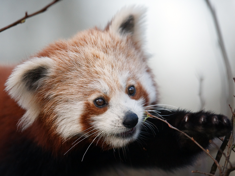 ja, ja - ich habe schon einmal einen kleinen Panda hochgeladen ...