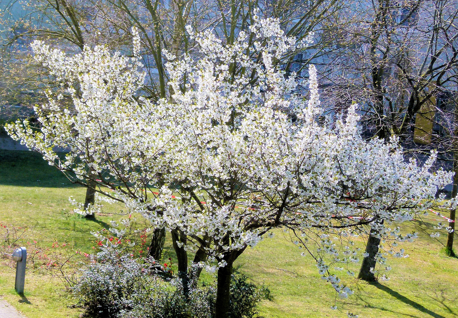 ja---ja---ja Frühling du bist--s