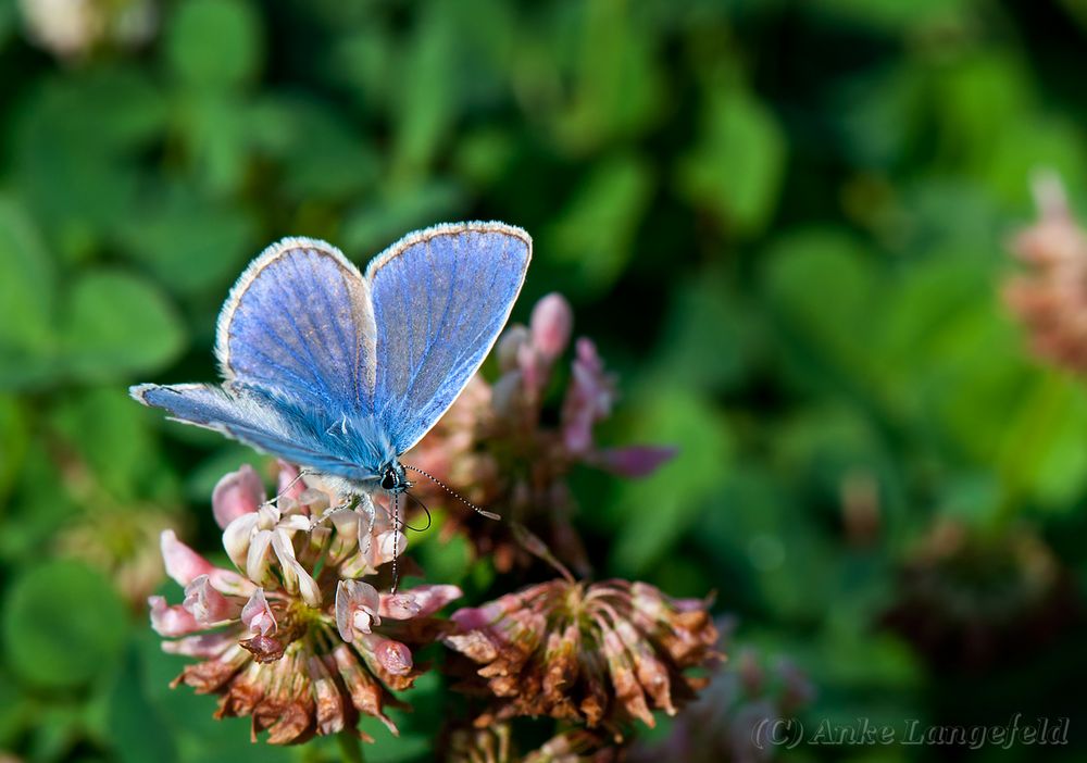 Ja, ja so blau, blau, blau.....