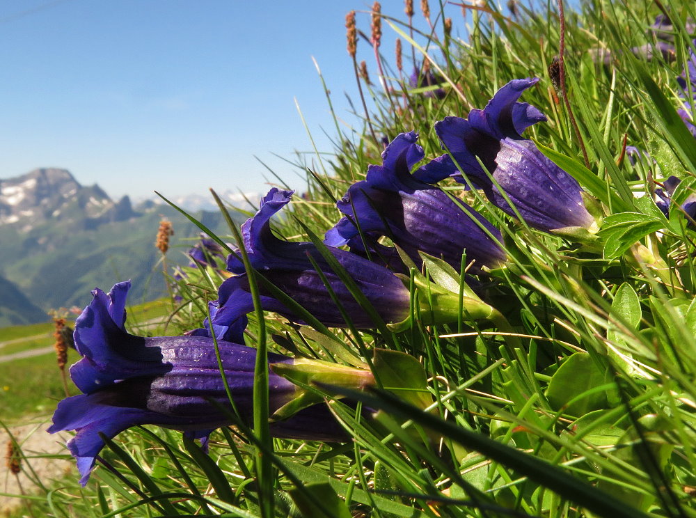 Ja, ja so blau, blau, blau...