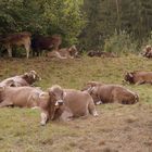 Ja, Mädels, genießt die letzten warmen Tage in freier Natur ...