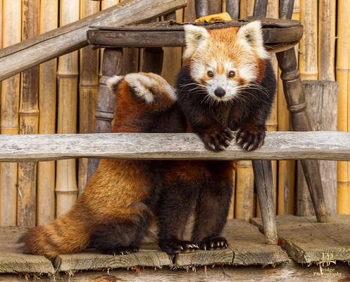 Ja, mein Soh nun drängle nicht....