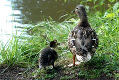 Ja, mein Sohn, dieser See gehört uns ganz alleine!