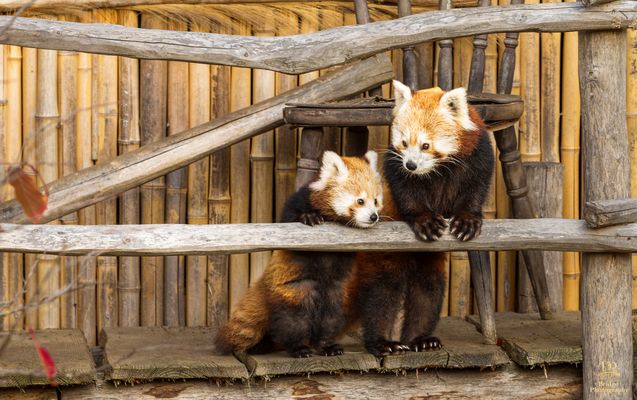 Ja, mein Sohn, so sehen Zweibeiner aus ...