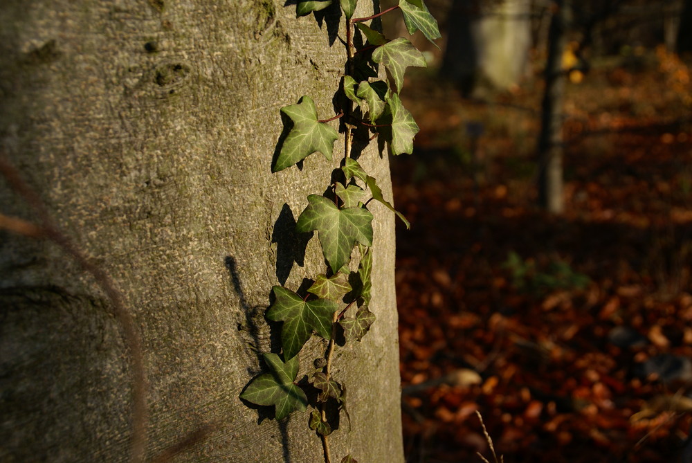 ja, ´n schöner baum mit n bissel efoi (oder wie auch immer das