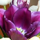 Ja noch immer gefallen mir tulpen in den verschiedesten farben, lila ist eher ausgefallen!