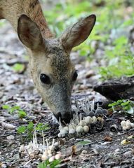 Ja, Rehe fressen Pilze.