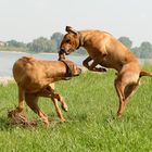 ja ridgebacks spielen was anders