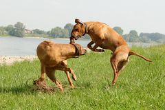 ja ridgebacks spielen was anders