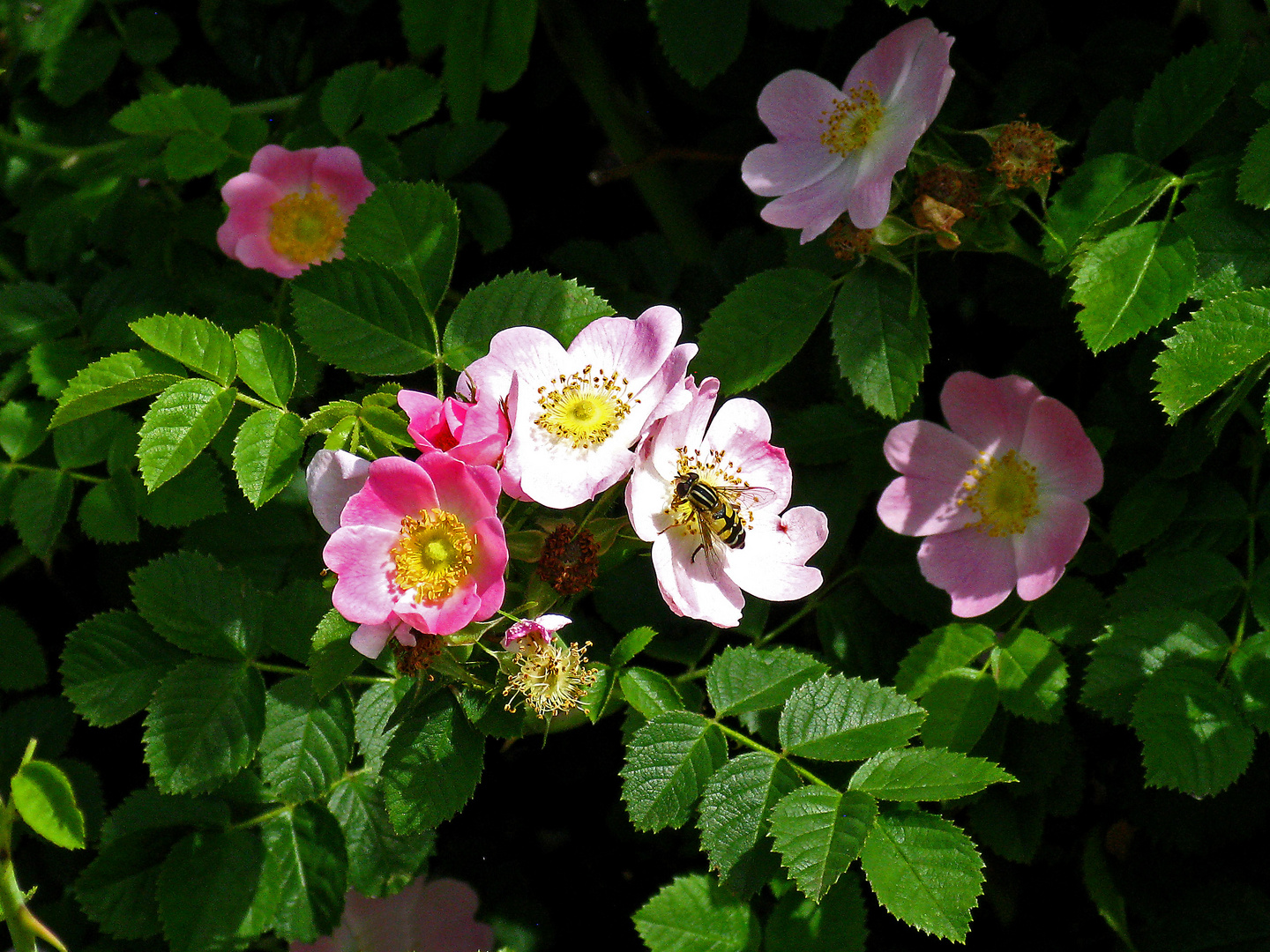  Ja, schön blüh'n die Heckenrosen!