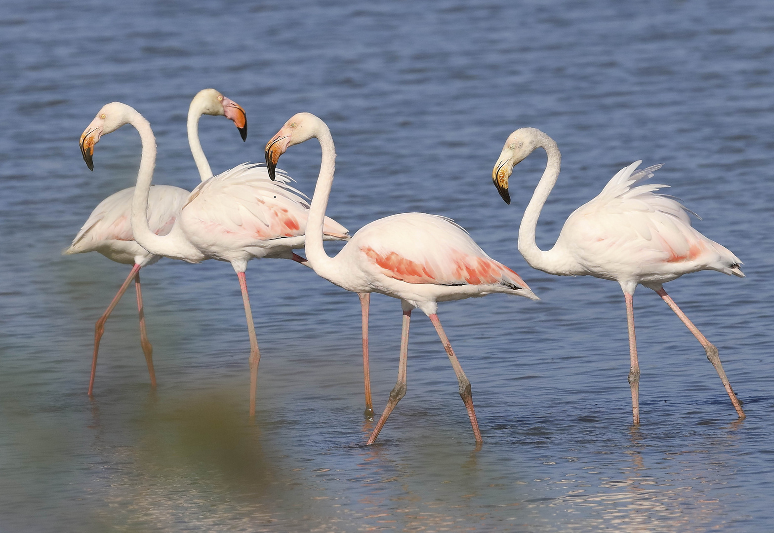 Ja, sie gehören eben zur Camargue, diese stolzen Vögel