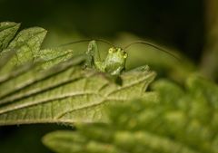"JA ........ SIE WÜNSCHEN"?