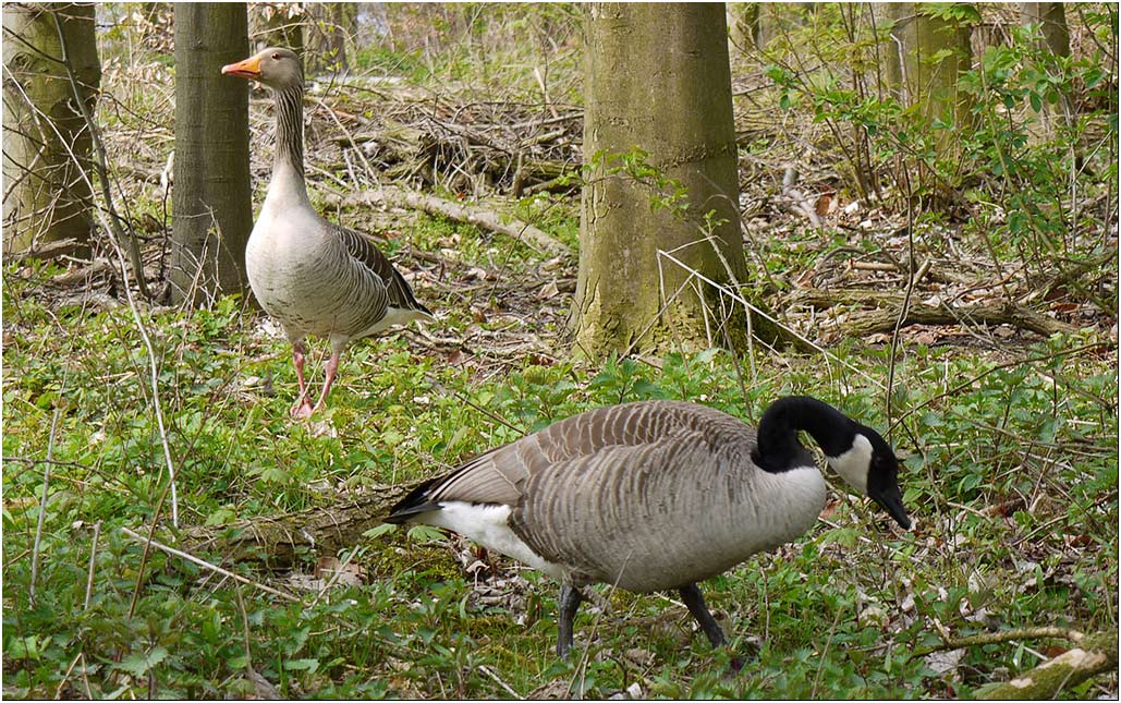 Ja, sind wir im Wald hier?