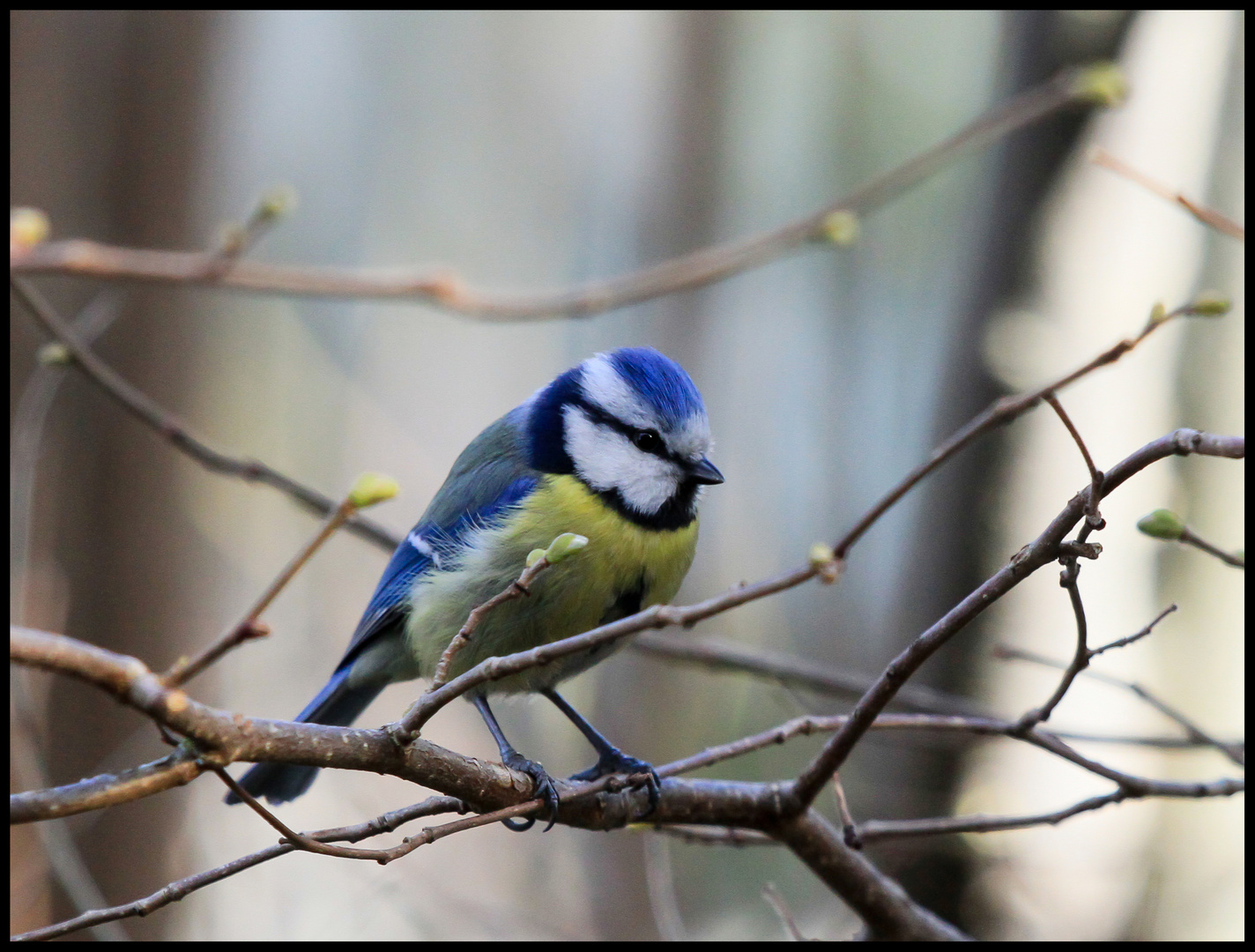 ... Ja so blau, blau, blau ...