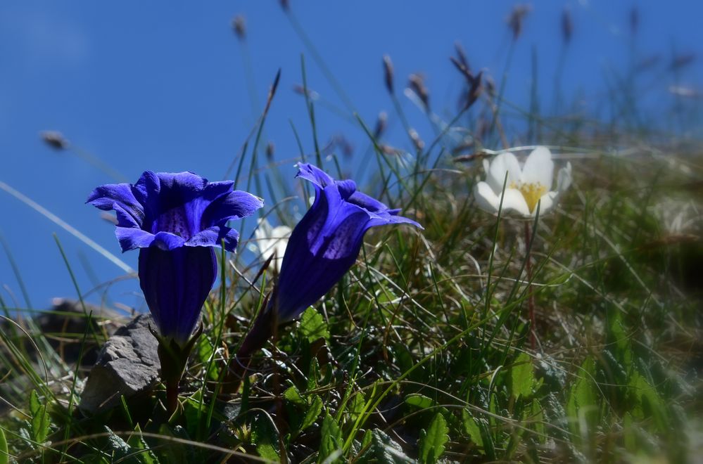 Ja so blau, blau, blau, blüht .....