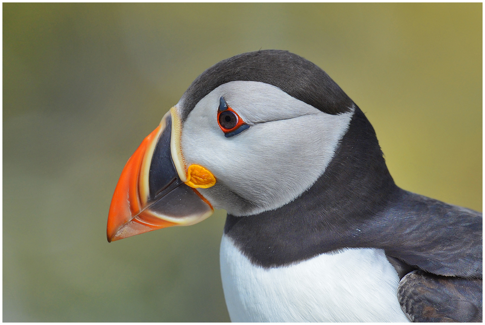 Ja, so ein Puffin überzeugt auch ohne . . .